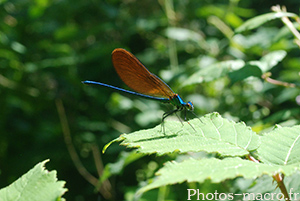 Calopteryx virgo